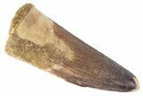 Fossil Spinosaurus Tooth - Real Dinosaur Tooth #383803-1